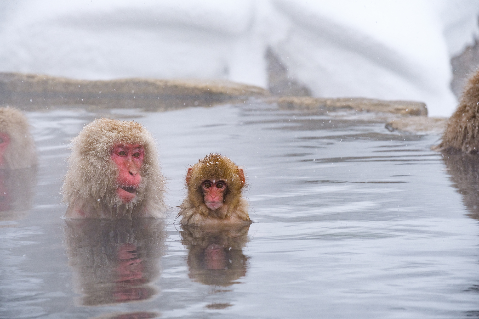 正在泡温泉的雪猴