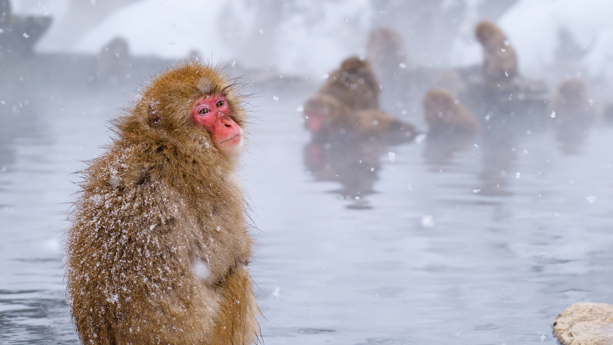 雪中的日本猕猴