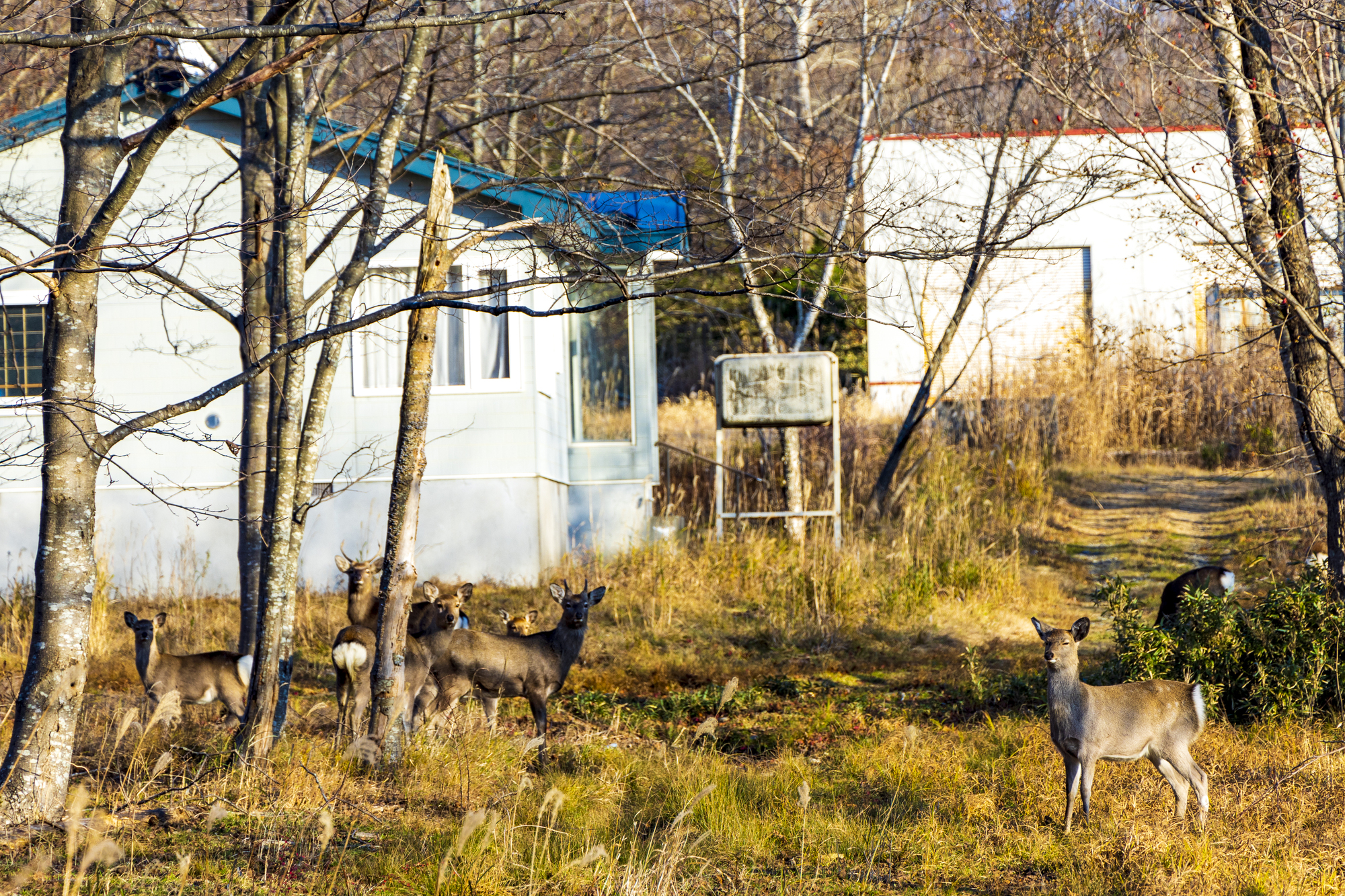 3-4. 与野生动物的距离感：静静守护，不喂食