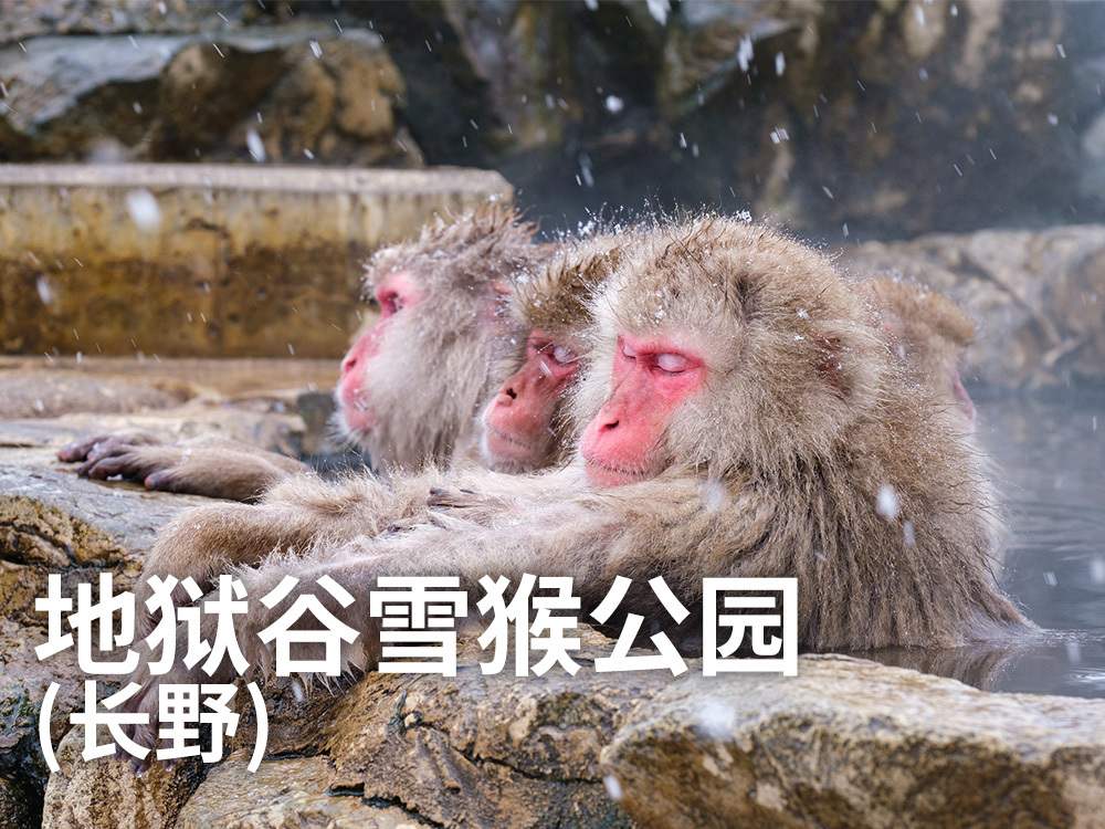 地狱谷雪猴公园（长野）