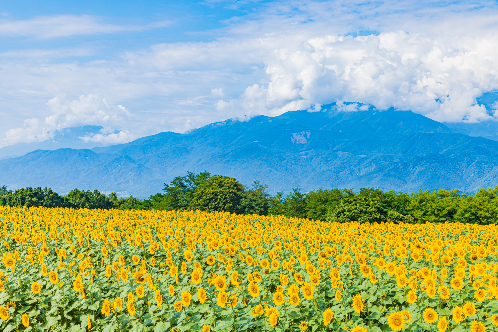 北杜市明野向日葵节